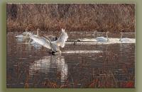 물 썰매 타는 고니~