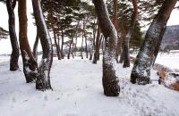 눈 오는 날 보성