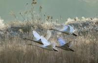 .진객고니  (2014 01 15 )