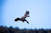 흰꼬리수리 공중전