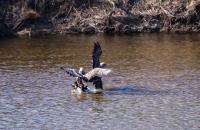 흰꼬리수리 결투