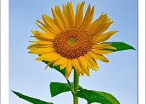 해바라기