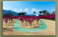 간전 수달공원의 홍매